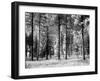 Forest Trees, Montana-Carol Highsmith-Framed Photo