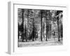 Forest Trees, Montana-Carol Highsmith-Framed Photo