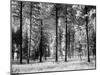 Forest Trees, Montana-Carol Highsmith-Mounted Photo