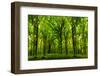 Forest Trees. Nature Green Wood Sunlight Backgrounds.-null-Framed Photographic Print