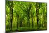 Forest Trees. Nature Green Wood Sunlight Backgrounds.-null-Mounted Photographic Print