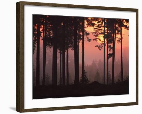 Forest Twilight-Peter Lilja-Framed Giclee Print