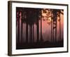 Forest Twilight-Peter Lilja-Framed Giclee Print