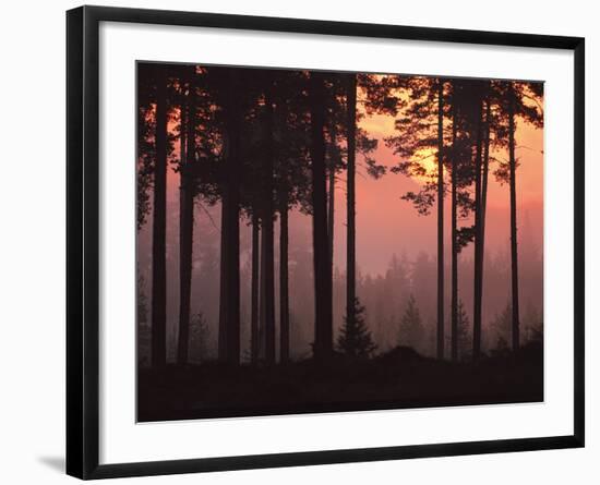 Forest Twilight-Peter Lilja-Framed Giclee Print