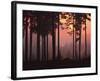 Forest Twilight-Peter Lilja-Framed Giclee Print