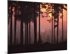 Forest Twilight-Peter Lilja-Mounted Giclee Print