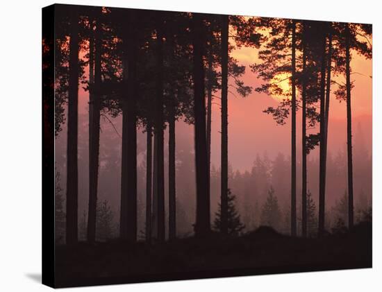 Forest Twilight-Peter Lilja-Stretched Canvas