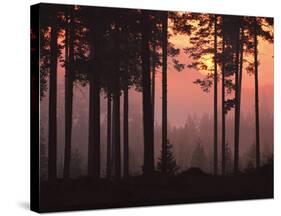 Forest Twilight-Peter Lilja-Stretched Canvas