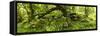 Forest undergrowth and moss covered rocks in the Marutswa Forest Reserve near Bulwer, KwaZulu-Na...-null-Framed Stretched Canvas