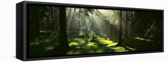 Forest Uppland Sweden-null-Framed Stretched Canvas