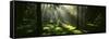 Forest Uppland Sweden-null-Framed Stretched Canvas