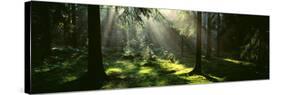 Forest Uppland Sweden-null-Stretched Canvas