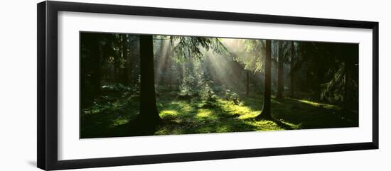 Forest Uppland Sweden-null-Framed Premium Photographic Print