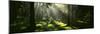 Forest Uppland Sweden-null-Mounted Premium Photographic Print