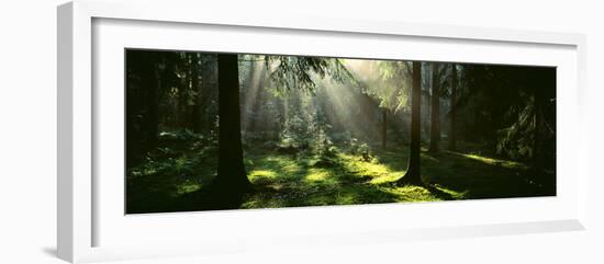 Forest Uppland Sweden-null-Framed Photographic Print