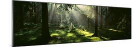 Forest Uppland Sweden-null-Mounted Photographic Print