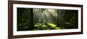 Forest Uppland Sweden-null-Framed Photographic Print