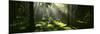 Forest Uppland Sweden-null-Mounted Photographic Print