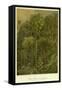 Forest Vegetation in Sennaar-null-Framed Stretched Canvas