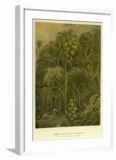 Forest Vegetation in Sennaar-null-Framed Giclee Print