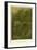 Forest Vegetation in Sennaar-null-Framed Giclee Print