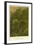 Forest Vegetation in Sennaar-null-Framed Giclee Print