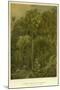 Forest Vegetation in Sennaar-null-Mounted Giclee Print