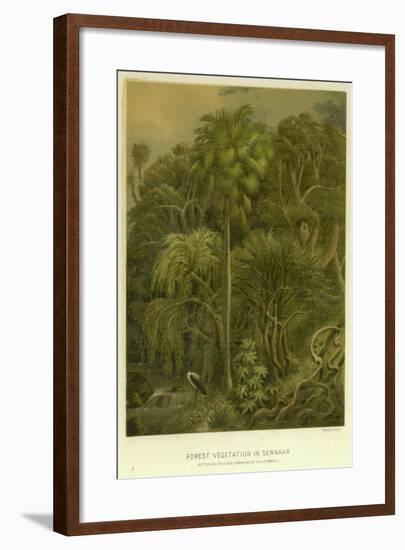 Forest Vegetation in Sennaar-null-Framed Giclee Print