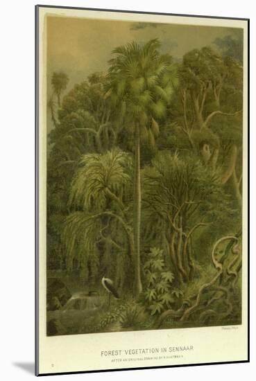 Forest Vegetation in Sennaar-null-Mounted Giclee Print