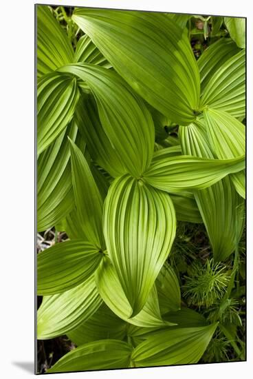 Forest Vegetation, White Mountains, New Hampshire-Paul Souders-Mounted Photographic Print