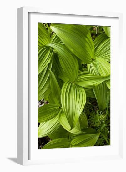 Forest Vegetation, White Mountains, New Hampshire-Paul Souders-Framed Photographic Print