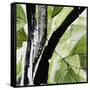 Forest View 4-Chris Paschke-Framed Stretched Canvas