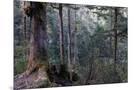Wood Mount