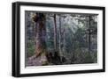 Black Frame