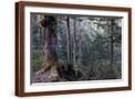 Brown Frame