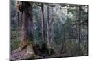 Wood Mount