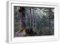 White Frame