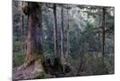 Wood Mount