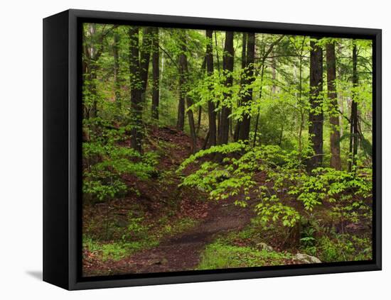 Forest Walkway, Great Smoky Mountains National Park, Tennessee, USA-Adam Jones-Framed Stretched Canvas