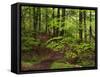 Forest Walkway, Great Smoky Mountains National Park, Tennessee, USA-Adam Jones-Framed Stretched Canvas