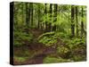 Forest Walkway, Great Smoky Mountains National Park, Tennessee, USA-Adam Jones-Stretched Canvas