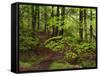 Forest Walkway, Great Smoky Mountains National Park, Tennessee, USA-Adam Jones-Framed Stretched Canvas