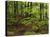 Forest Walkway, Great Smoky Mountains National Park, Tennessee, USA-Adam Jones-Stretched Canvas