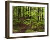 Forest Walkway, Great Smoky Mountains National Park, Tennessee, USA-Adam Jones-Framed Photographic Print