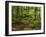 Forest Walkway, Great Smoky Mountains National Park, Tennessee, USA-Adam Jones-Framed Photographic Print