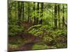 Forest Walkway, Great Smoky Mountains National Park, Tennessee, USA-Adam Jones-Mounted Photographic Print