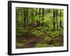 Forest Walkway, Great Smoky Mountains National Park, Tennessee, USA-Adam Jones-Framed Photographic Print