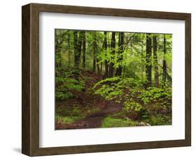 Forest Walkway, Great Smoky Mountains National Park, Tennessee, USA-Adam Jones-Framed Photographic Print