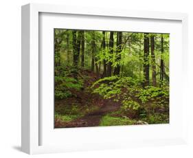 Forest Walkway, Great Smoky Mountains National Park, Tennessee, USA-Adam Jones-Framed Photographic Print