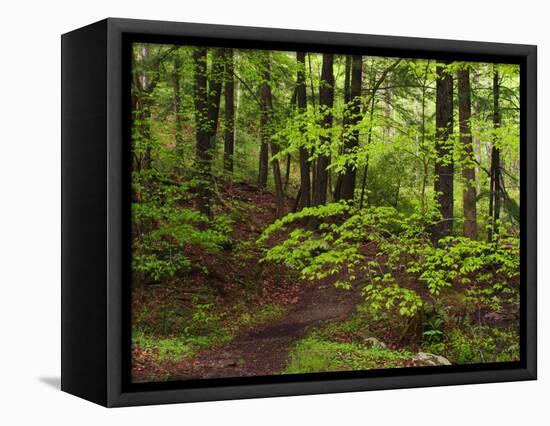 Forest Walkway, Great Smoky Mountains National Park, Tennessee, USA-Adam Jones-Framed Stretched Canvas